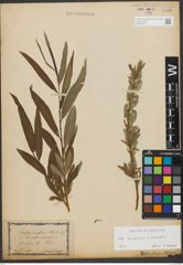 Foto von Salix purpurea L. x Salix viminalis L.